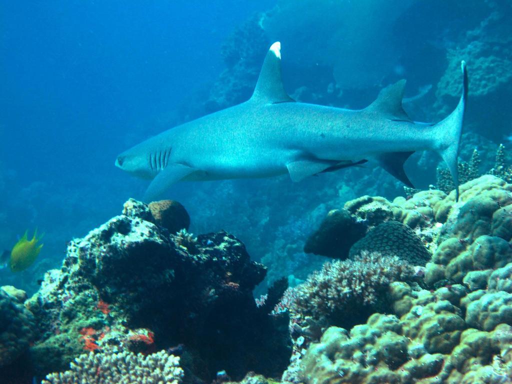 Mantaray Island Resort Nanuya Balavu Island Екстериор снимка