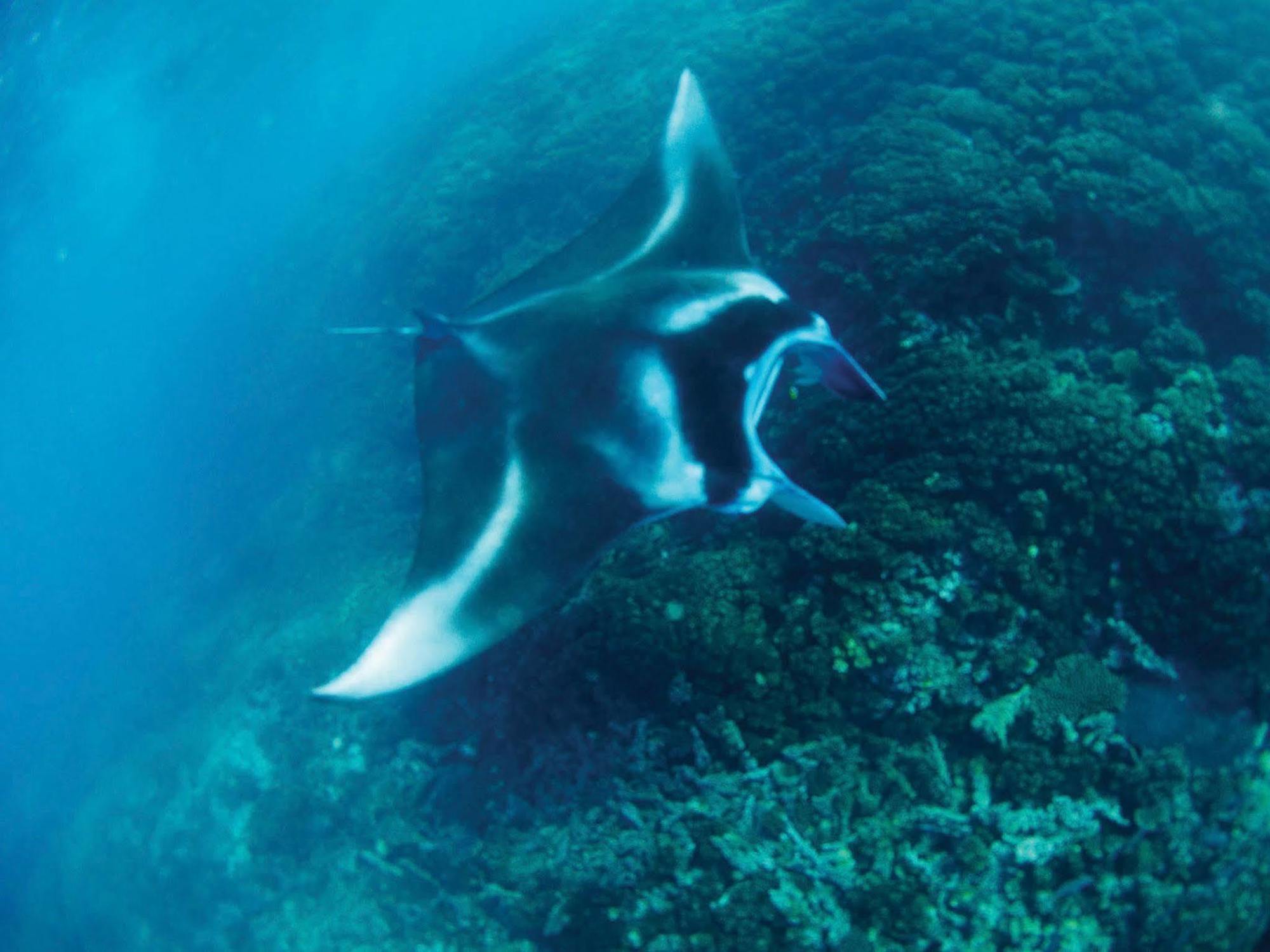 Mantaray Island Resort Nanuya Balavu Island Екстериор снимка